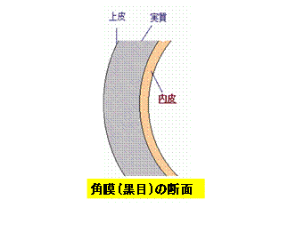 角膜の断面