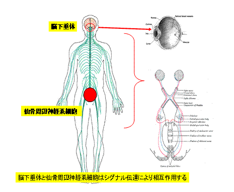 脳下垂体と仙骨周辺神経系細胞の関係