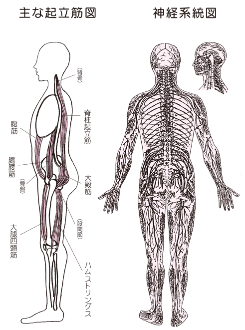 起立筋と神経系統