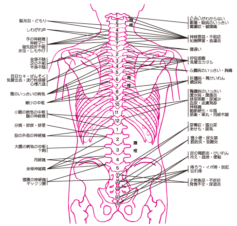 脊椎と病理